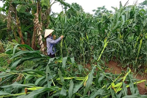 Thiệt hại gần 950 triệu đồng do ảnh hưởng mưa, dông