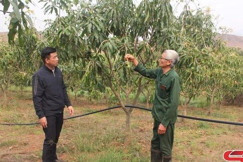 Nông dân Yên Châu tích cực chăm sóc xoài tròn