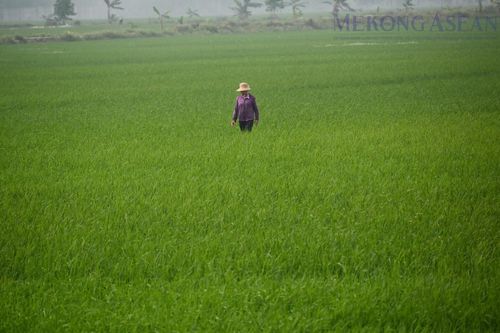 Nuôi trồng thủy sản tháng 4 tiếp tục tăng nhờ thời tiết và giá bán tích cực