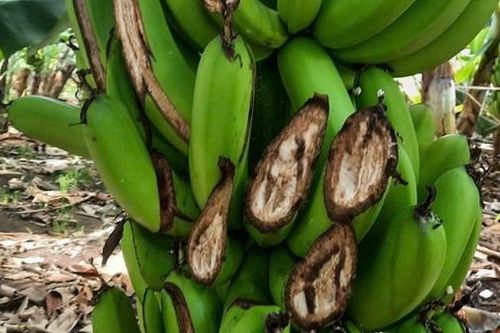 Có đề án bảo tồn, voi rừng vẫn đe dọa cuộc sống người dân