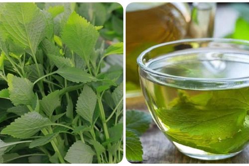 Rau kinh giới có tác dụng gì với sức khỏe?