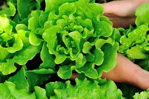 Những loại rau mùa hè dễ nhiễm ký sinh trùng