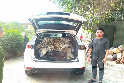 Ninh Bình: Bắt giữ tài xế mang bán bộ da báo hoa mai