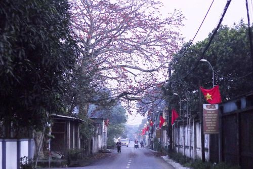 Cây gạo - chứng nhân và niềm tự hào
