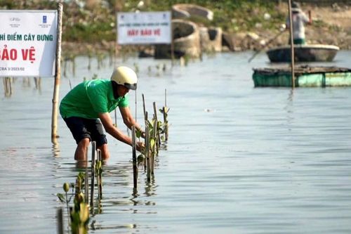 Trồng cây đưng cải thiện hệ sinh thái đồng muối Sa Huỳnh