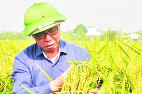 Hồi sinh các giống lúa bản địa tại Thái Bình