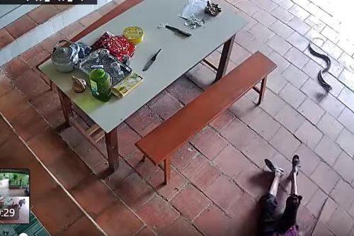 Cụ bà may mắn thoát cú đớp của rắn hổ mang