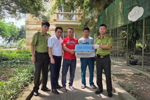 Thả 'thủ phạm' trộm gà về rừng