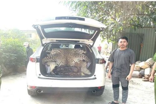 Khởi tố đối tượng mua bán da báo hoa mai