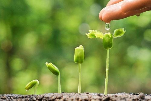 Gieo điều bình dị