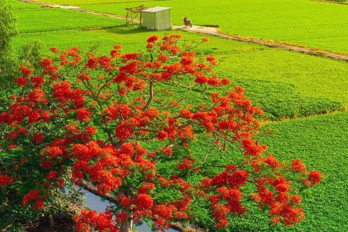 Cây phượng 'cô đơn' giữa ruộng rau muống tại TPHCM lại gây sốt mạng xã hội