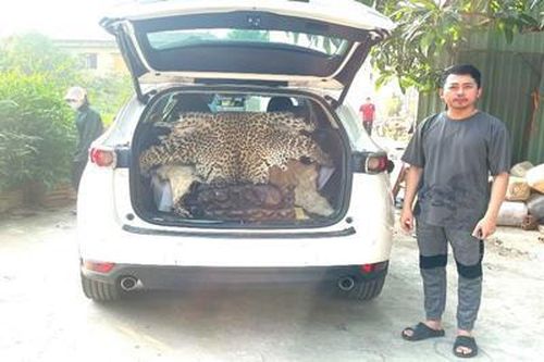Khởi tố đối tượng vận chuyển bộ da Báo hoa mai đi bán