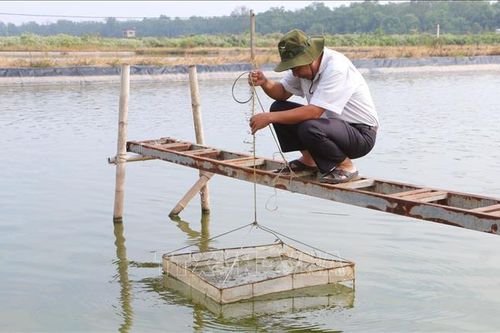 Khuyến nghị phòng bệnh cho tôm nuôi khi nắng nóng và mưa xen kẽ