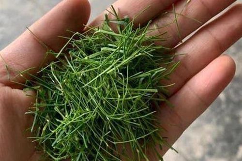 Đừng chỉ ăn quả, lá loại cây này quý như 'nhân sâm người nghèo' ở quê mọc um tùm
