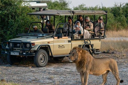 Lý giải nguyên nhân sư tử không tấn công người trong xe jeep du lịch hay xe safari