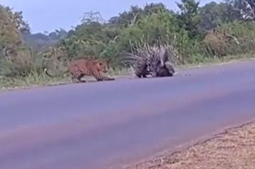 CLIP: Cảm động trước khoảnh khắc nhím bố mẹ lấy thân mình bảo vệ con non không cho báo hoa mai tấn công