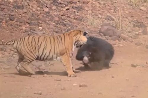 CLIP: Gấu lợn dũng cảm chiến đấu với hổ dữ để bảo vệ con non