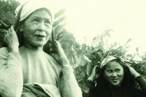 Đóng góp quan trọng của phụ nữ Việt Nam trong Chiến dịch Điện Biên Phủ