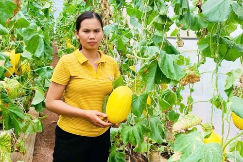 Trồng cây ăn quả theo tiêu chuẩn: Giải pháp ổn định đầu ra cho nông dân