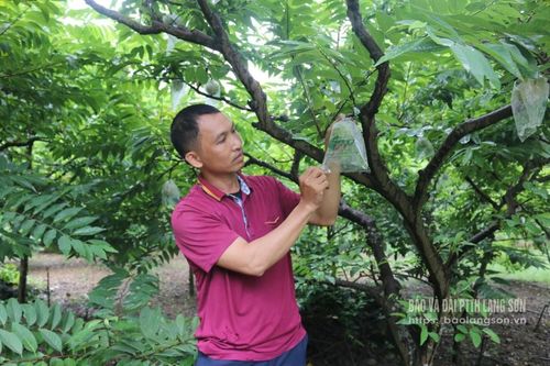 Làm giàu từ cây ăn quả