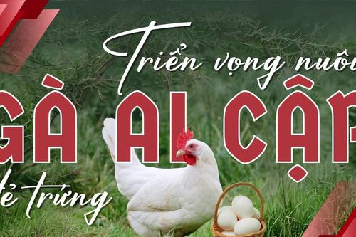 Triển vọng nuôi gà Ai Cập đẻ trứng