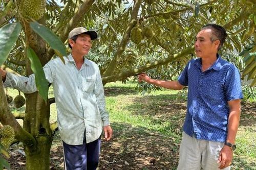 Chuyện về Tổ tư vấn sầu riêng Đức Phổ