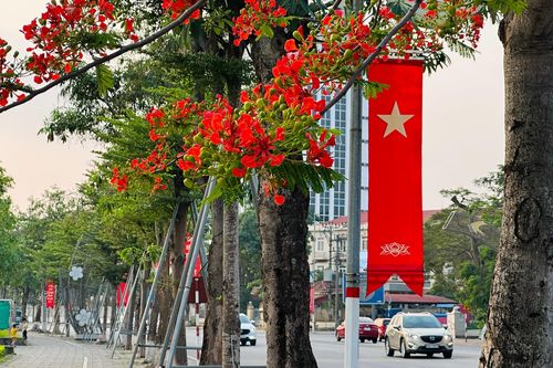Những cánh phượng đầu mùa