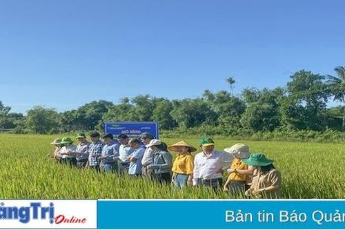 Không ngừng làm mới bộ giống lúa chủ lực của tỉnh