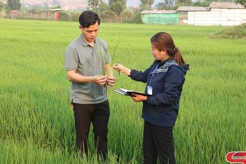 Chủ động phòng trừ sâu bệnh, đảm bảo vụ lúa xuân bội thu