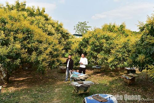Giọt vàng từ thiên nhiên