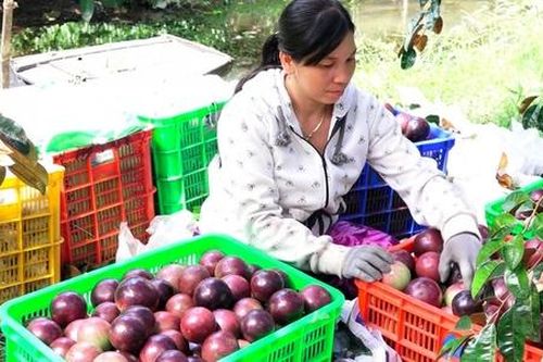 Sóc Trăng nâng tầm nông sản từ sở hữu trí tuệ