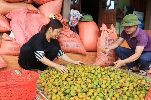 Hồng không hạt giúp người dân Ba Bể vươn lên giàu có