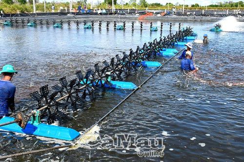 Cà Mau - Bạc Liêu hợp nhất - Cơ hội phát triển mang tính lịch sử