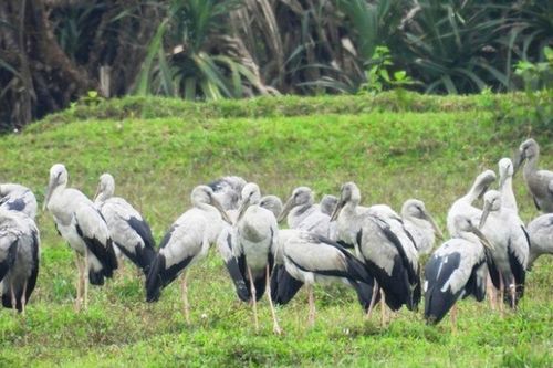 Hàng trăm con chim 'lạ' có 'chân dài thẳng tắp' xuất hiện ở Quảng Trị