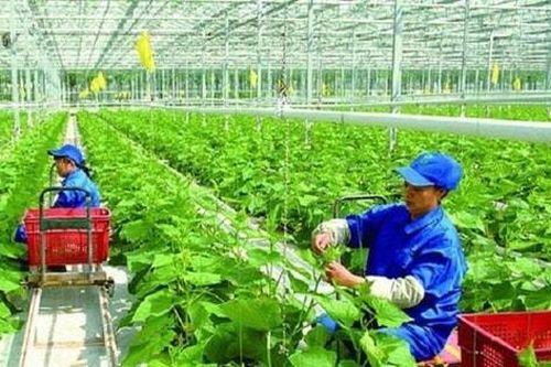 Động lực mới cho doanh nghiệp nông nghiệp