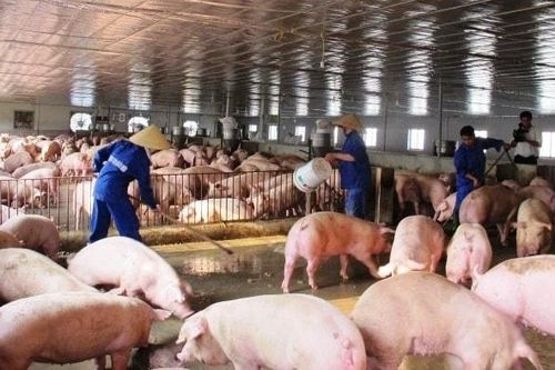 Giá lợn hơi có xu hướng giảm nhẹ khi nguồn cung tăng