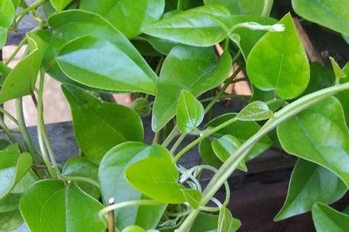 Loại lá có nhiều vào mùa hè vừa giải nhiệt vừa kiểm soát đường huyết tốt, đem làm nhiều món ngon mát bổ