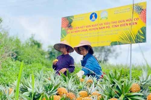 Điện Biên: khai thác thế mạnh của địa phương phát triển nông nghiệp