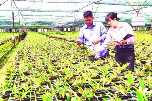 Làm giàu từ mô hình khuyến nông hiệu quả
