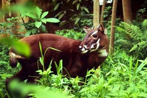 Phát hiện loài thú bí ẩn nhất thế giới, chuyên gia Việt giải mã sao?
