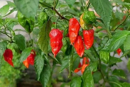 Ớt mọc bờ rào 'hóa' đặc sản 300.000 đồng/kg không đủ bán