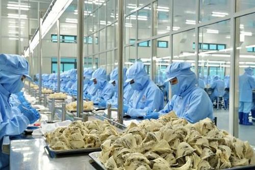 Lý do người Trung Quốc chưa biết nhiều về tổ yến Việt Nam