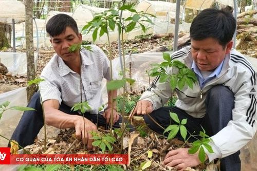 Người giúp đồng bào Xơ Đăng thoát nghèo trên đỉnh Ngọc Linh