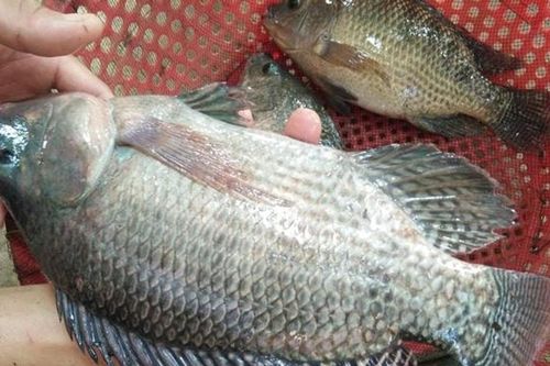 Nuôi cá rô phi xuất khẩu - tiềm năng và lợi thế