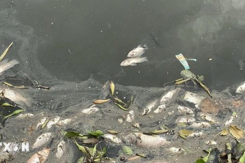 TP Hồ Chí Minh: Cá chết hàng loạt trên kênh Nhiêu Lộc-Thị Nghè sau mưa đầu mùa
