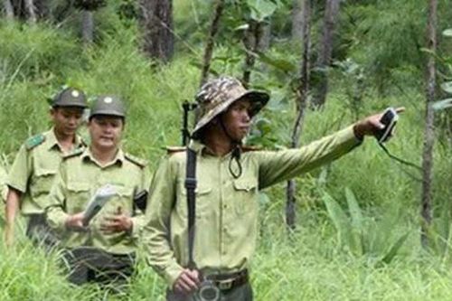 Vụ nhân viên bảo vệ rừng tử vong do bị bò tót tấn công: Nỗi đau và lời cảnh tỉnh