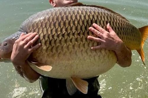 Người đàn ông sốc nặng khi bắt được con cá chép khổng lồ nặng 48kg