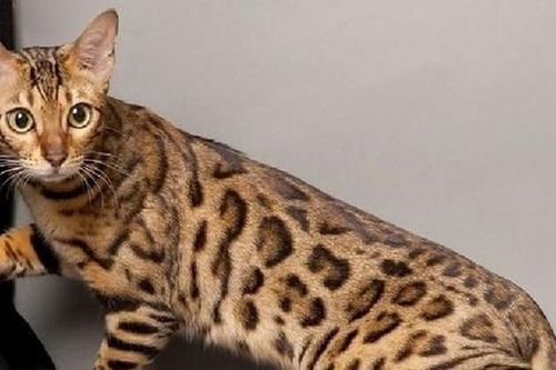 Cận cảnh con mèo giá 2,5 tỷ đồng, đại gia 'bí ẩn' sẵn rút hầu bao
