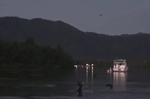 CLIP: Cá sấu phi thân, tóm gọn dơi đang bay trên mặt sông