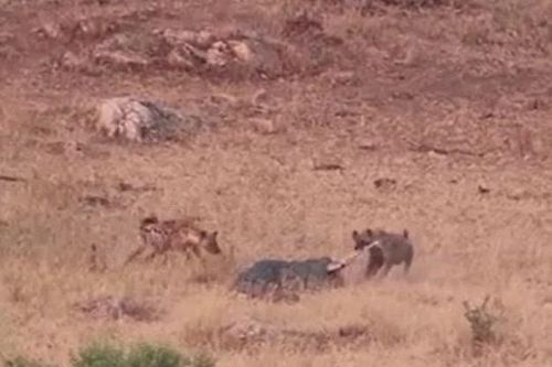 CLIP: Kịch tính màn đại chiến giành mồi của báo hoa mai, linh cẩu và cá sấu
